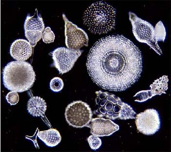 Radiolaria