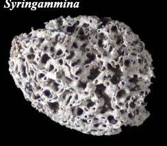 Syringammina