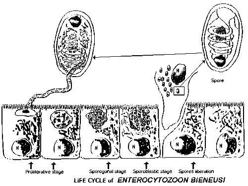 Enterocytozoon Life Cycle