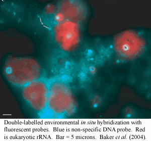 AMD in situ hybridization.  Baker et al. (2004)