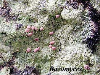 Baeomyces