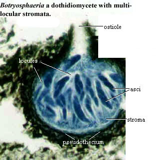 Botryosphaeria