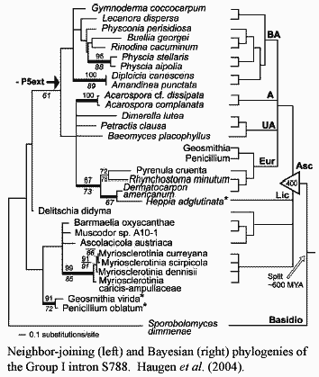 S788 tree.  Haugen et al. (2004)