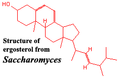 ergosterol