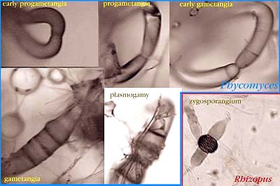 Gametangium