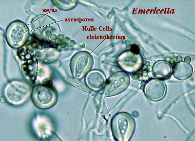 Hulle Cells