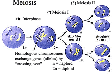 Meiosis