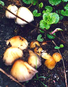 mushrooms