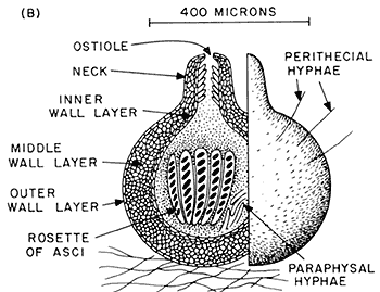 Perithecium of Neurospora.  Johnson (1978)