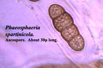 Phaeosphaeria spore