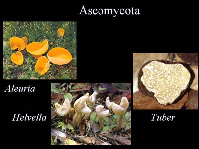 Ascomycota