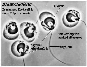 Blastocladiella