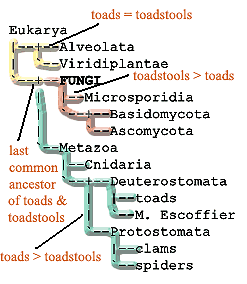 Phylogenetic definition of Fungi