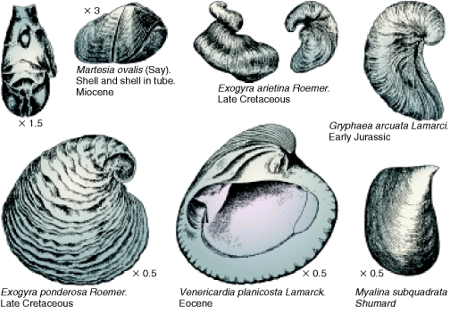 Bivalves - from Fention & Fenton