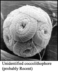 Coccolithophore