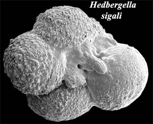 Hedbergella sigali