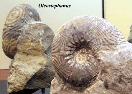 Olcostephanus