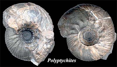 Polyptychites