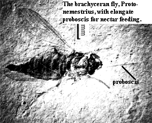 Protonemestris from Ran (1998)