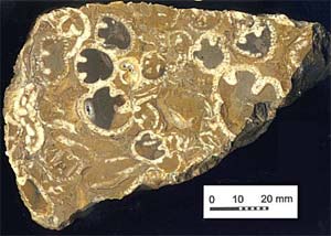 Cross-section of rudist reef