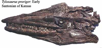 Tylosaurus skull