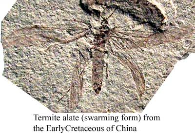 Termite alate