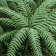 Fern