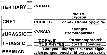 Mesozoic reef builders