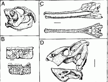 Adamanian  fauna