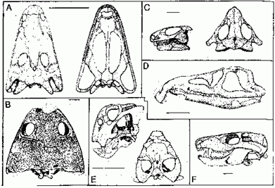 Lootsbergian fauna