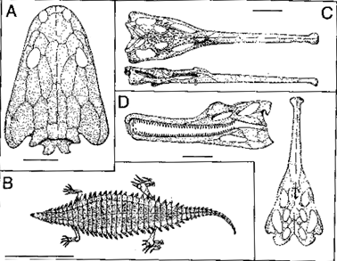 Otischalkian  fauna