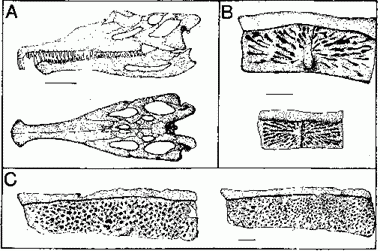 Revueltian  fauna