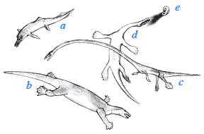 marine reptiles of the mid-Triassic Tethys