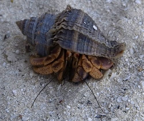 Hermit crab