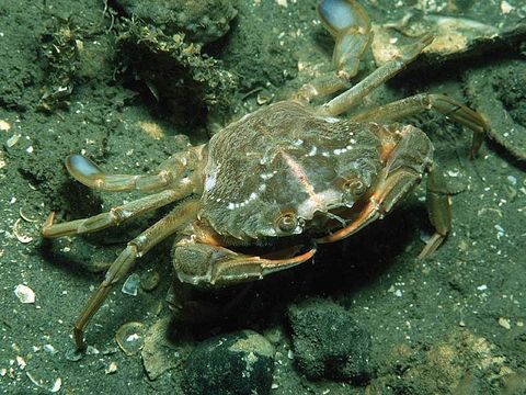 Liocarcinus depurator, Photo copyright the National Museums Northern Ireland and its licensors