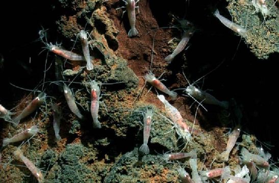 Nautilocaris saintlaurentae on a hydrothermal vent