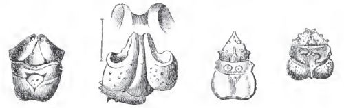 Prosopon spp