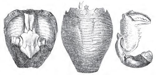 Tertiary  fossils of the family Raninida