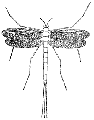 Protereisma permianum