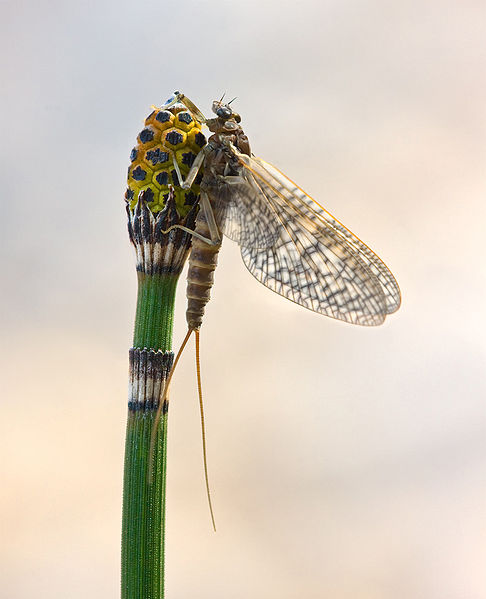 Rhithrogena germanica on Equisetum hyemale - photo by Richard Bartz