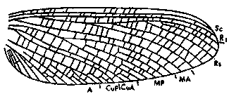 Triplosoba wing