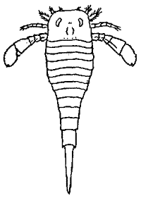 Eurypterus remipes