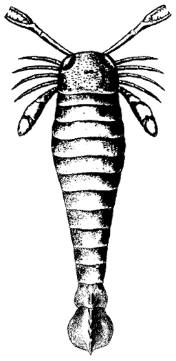 Pterygotus buffaloenisis