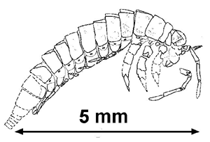 Lepidodasypus