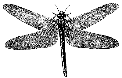 Meganuera monyi - Carboniferous period