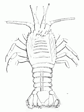 Anthrapalaemon gracilis