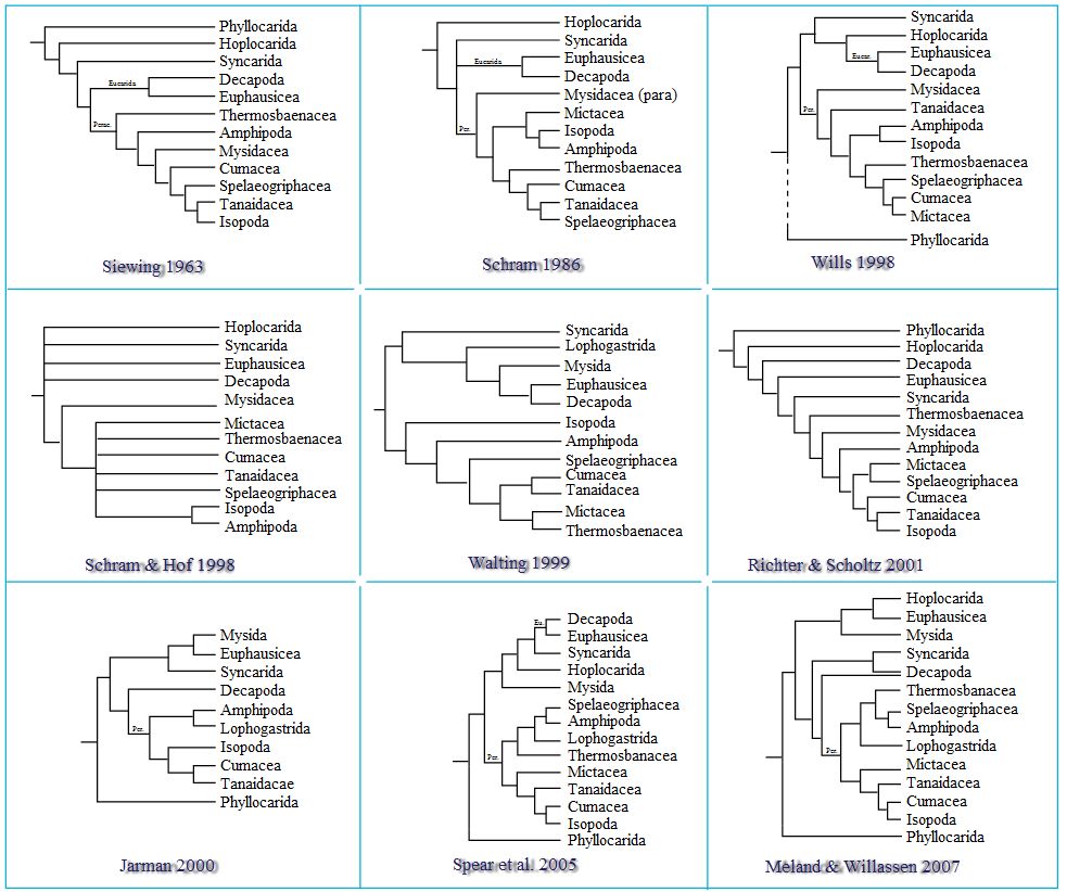 Phylogenetic trees from several published studies