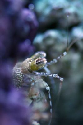 Pseudosquilla ciliata - Photo by Shumpei Maruyama