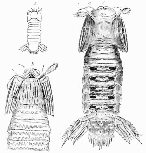 Sculda pennata