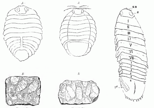 Fossil isopods